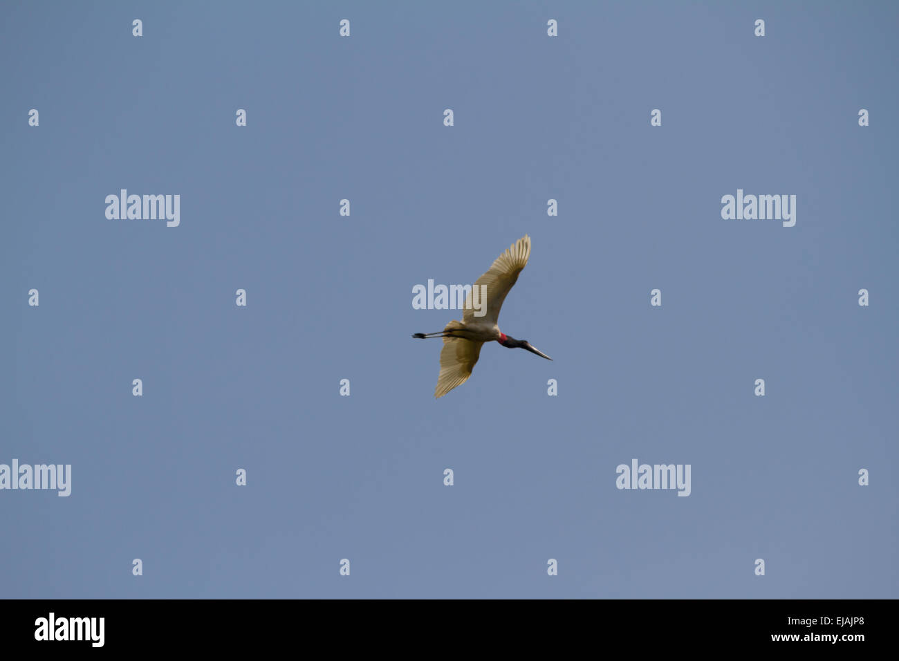 Jabiru (jabiru mycteria) im Flug Stockfoto