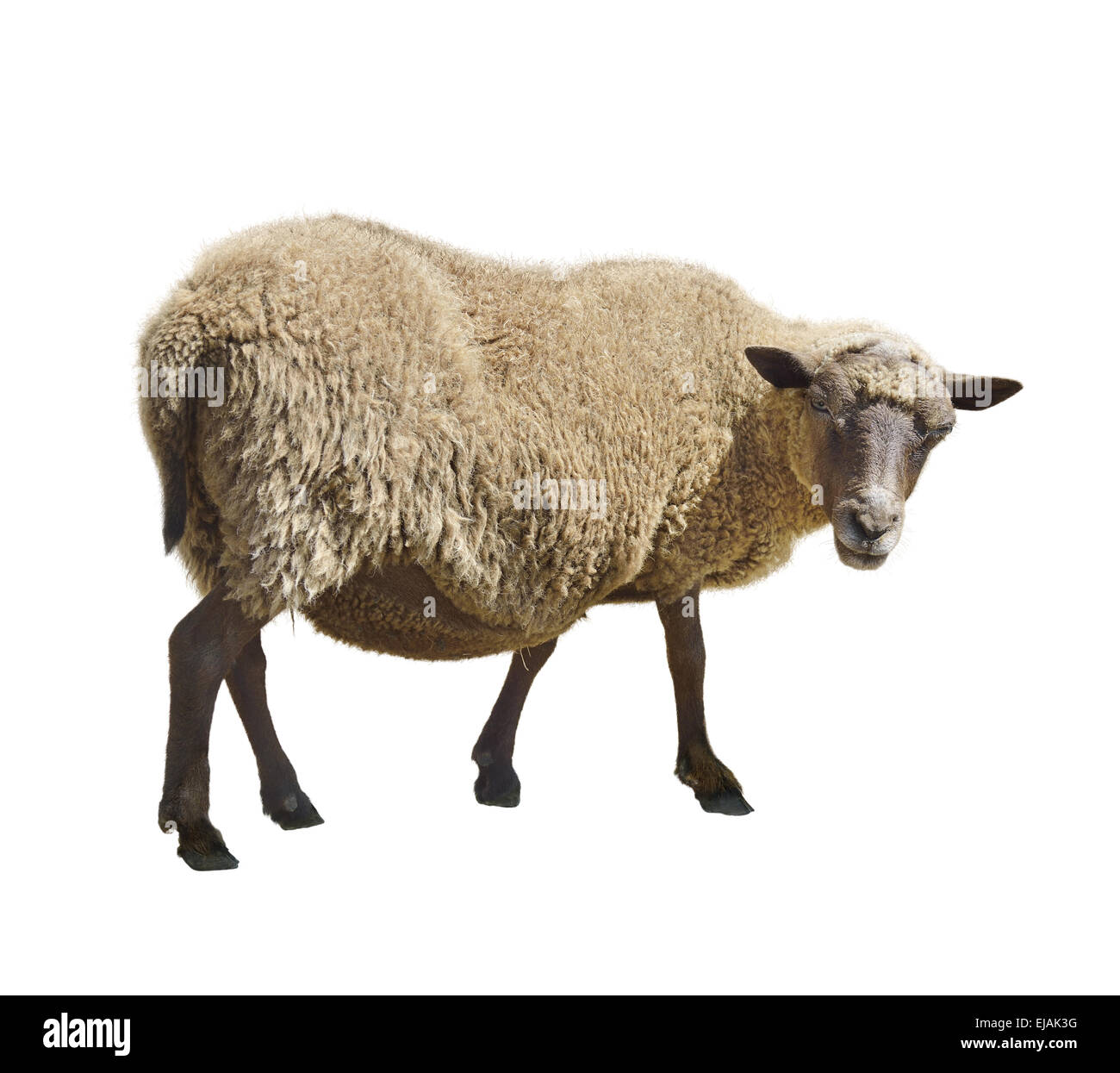 Schafe auf weißem Hintergrund Stockfoto