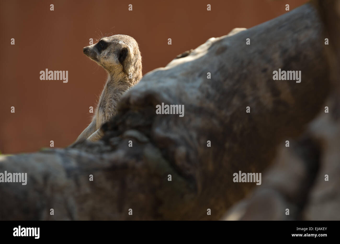 Porträt von Erdmännchen versteckt hinter einem Baumstamm. Suricata suricatta Stockfoto