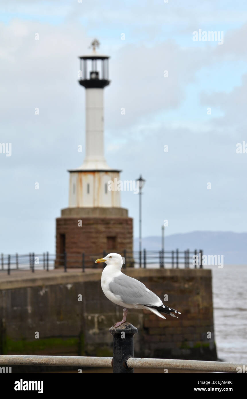 Maryport Leuchtturm ist ein kleiner Leuchtturm in Maryport, Cumbria, England. Stockfoto