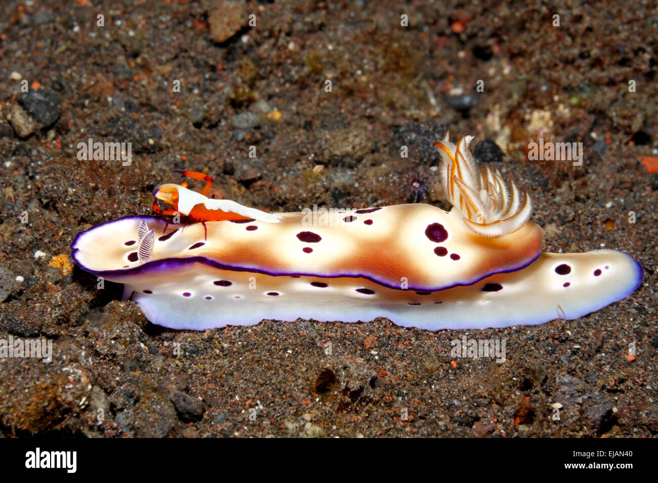 Nacktschnecken, Doris tryoni, mit Kaiser Garnelen, Zenopontonia Rex. Vorher Periclimenes Imperator, Reiten auf den Kopf. Stockfoto