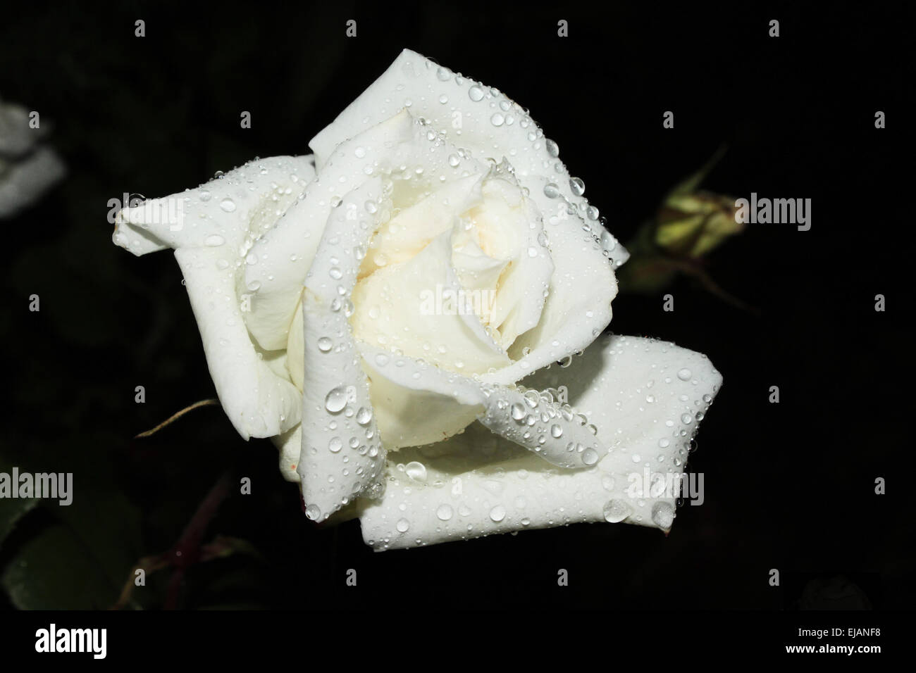 nasse weiße rose auf einem schwarzen Hintergrund Stockfoto