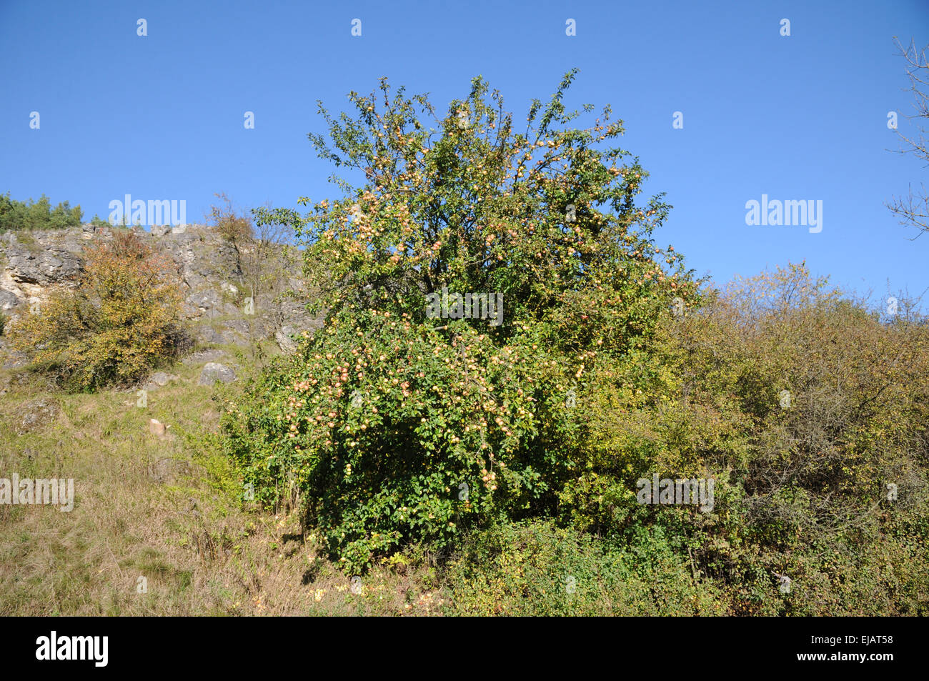 Wilden Holzapfel Stockfoto