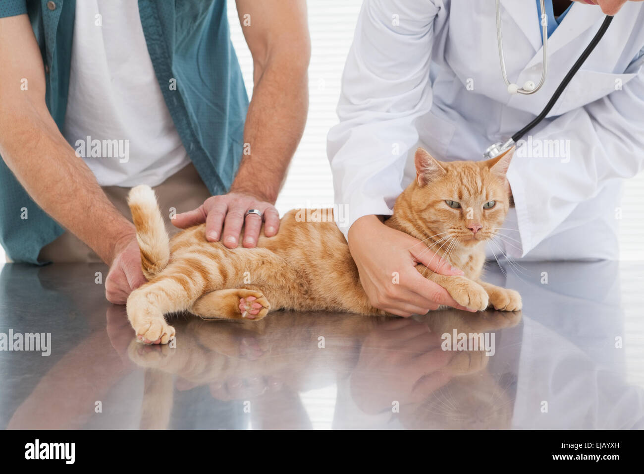 Tierarzt untersucht eine orange Katze Stockfoto