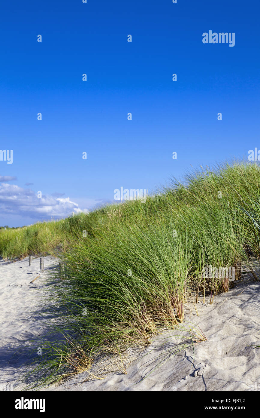 Ammophila arenaria Stockfoto