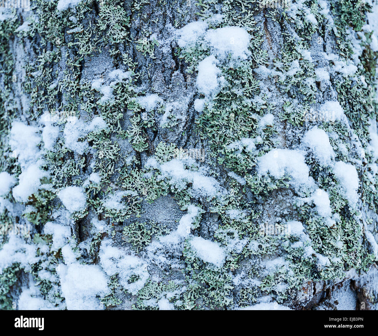 Winter Baum Hintergrund in Schnee und Eis Stockfoto