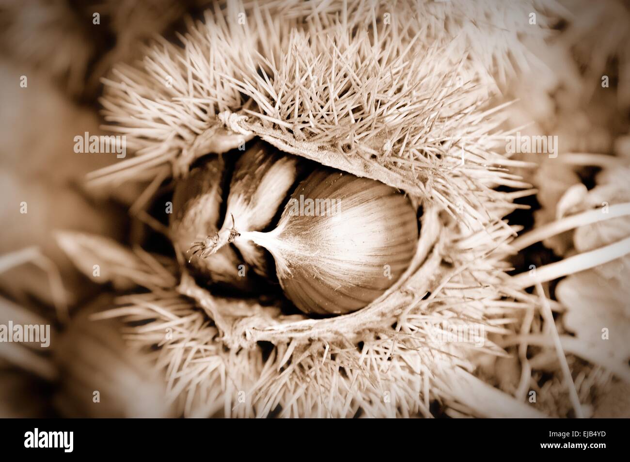 Reife Kastanien sepia Stockfoto
