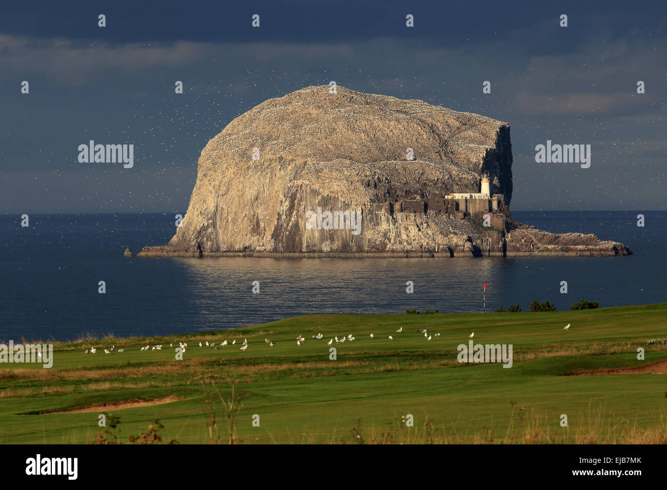 Bass Rock, Schottland Stockfoto