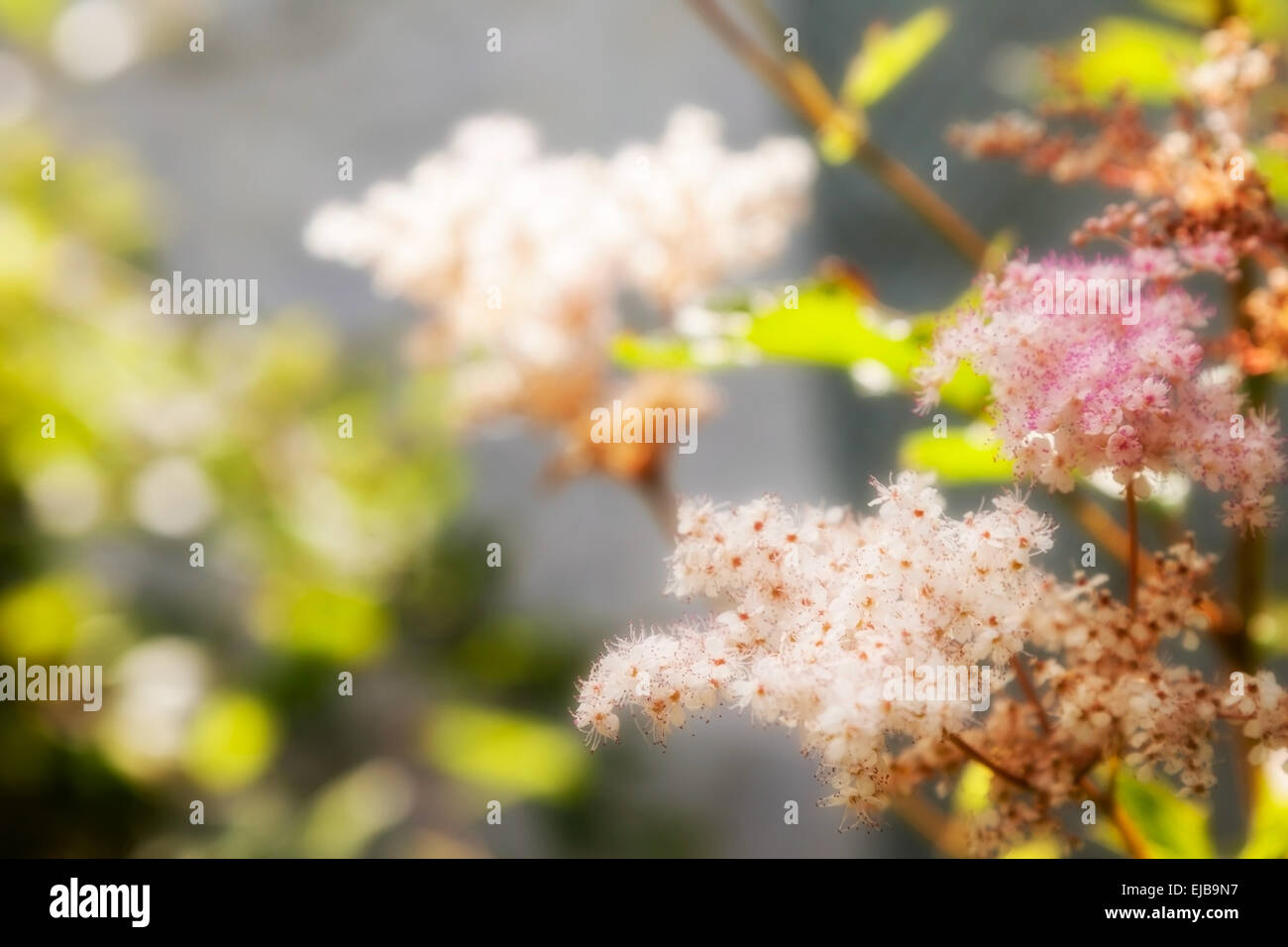 Frühling Blumen Spirea. im Freien Schuss Stockfoto