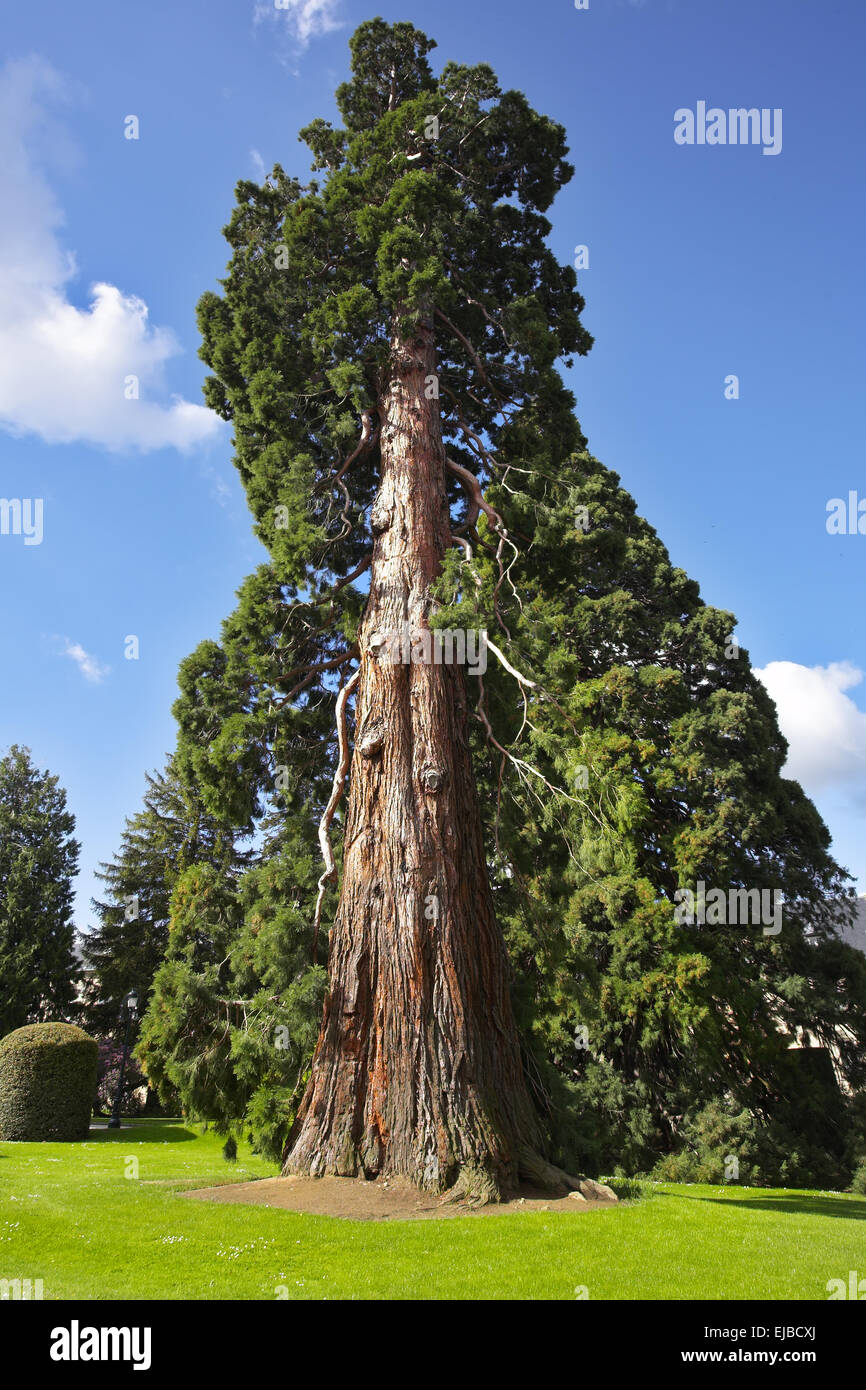 Wunderschönen riesigen Baum im Schlosspark Stockfoto