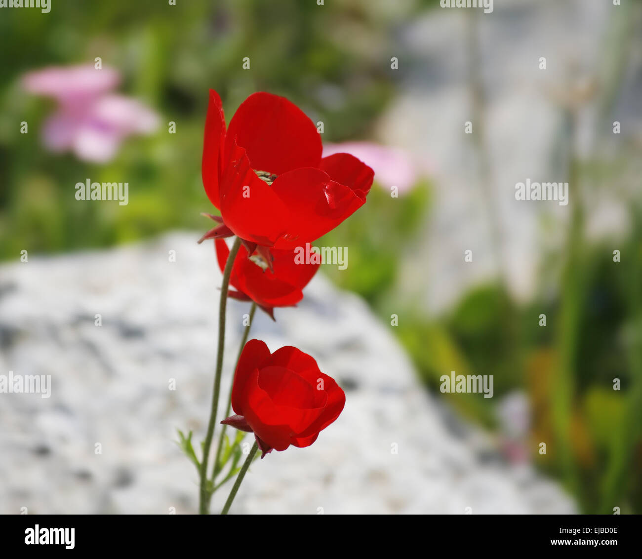 Roter feiner Feldblumen Anemone Stockfoto