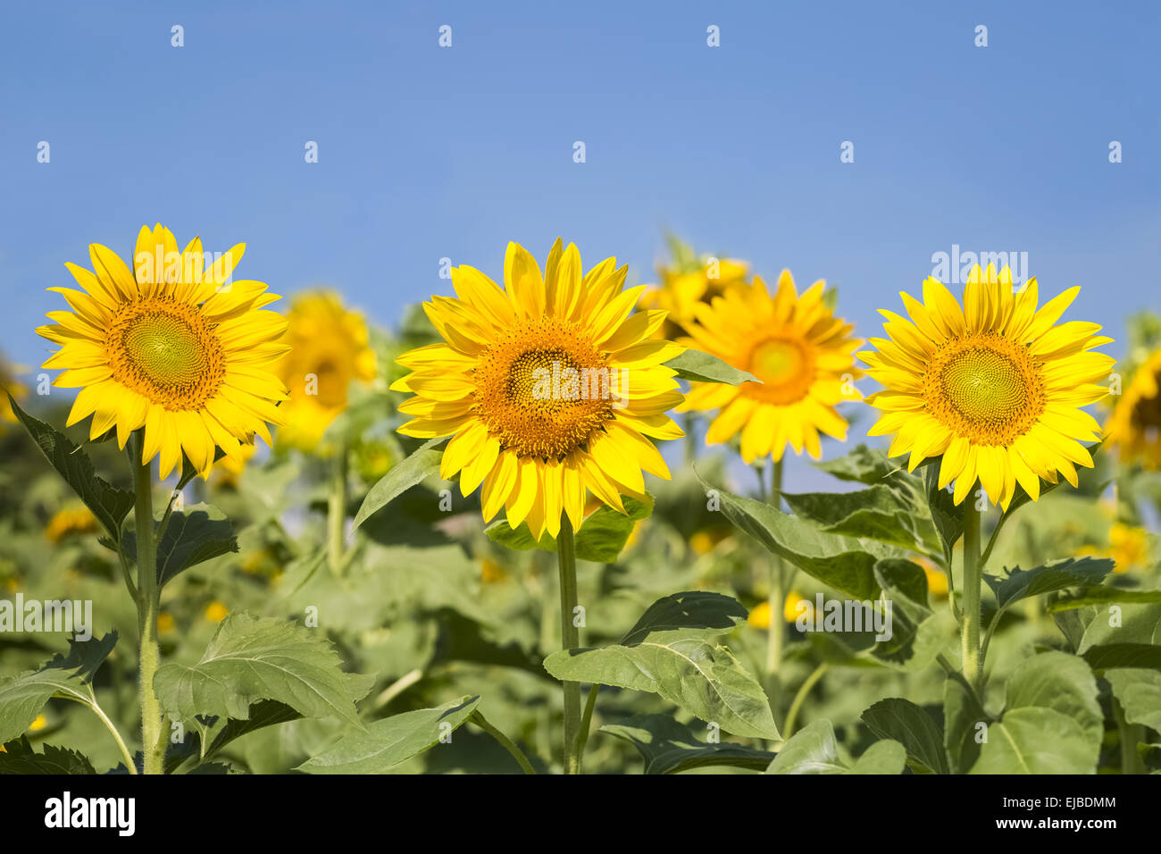 Sonnenblumen blühen Hintergrund Stockfoto