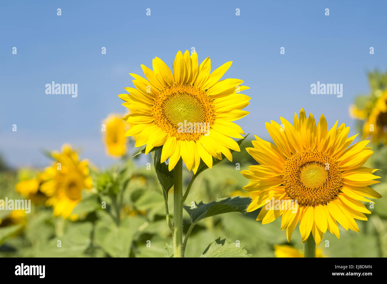 Sonnenblumen blühen Stockfoto