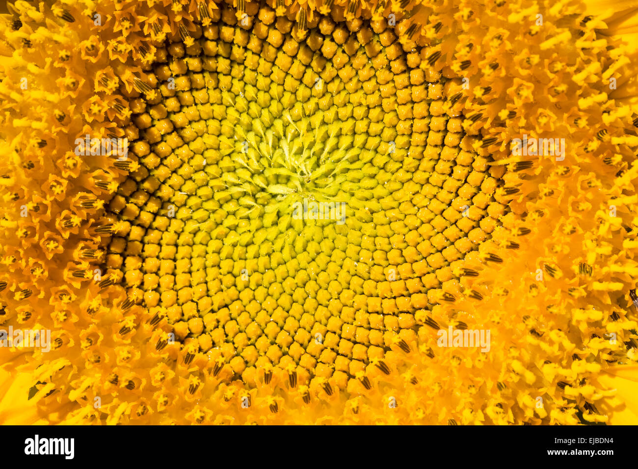 Sonnenblume Makro Stockfoto