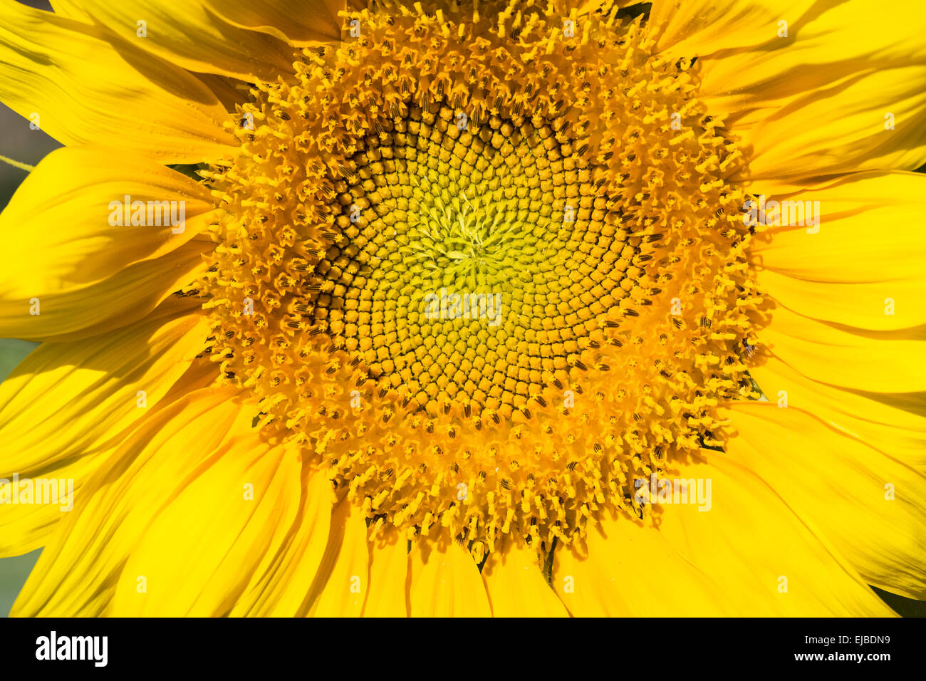 Sonnenblume Makroaufnahme Stockfoto