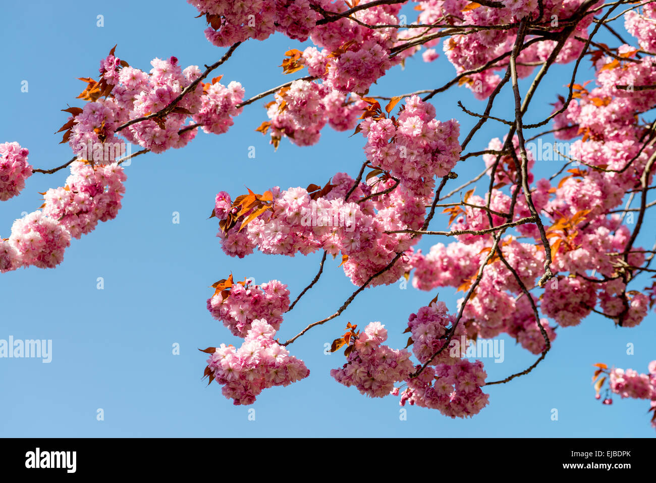 Blüten von Prunus Serrulata Kwanzan, Kwanzan Kirsche Baum im Frühling Stockfoto