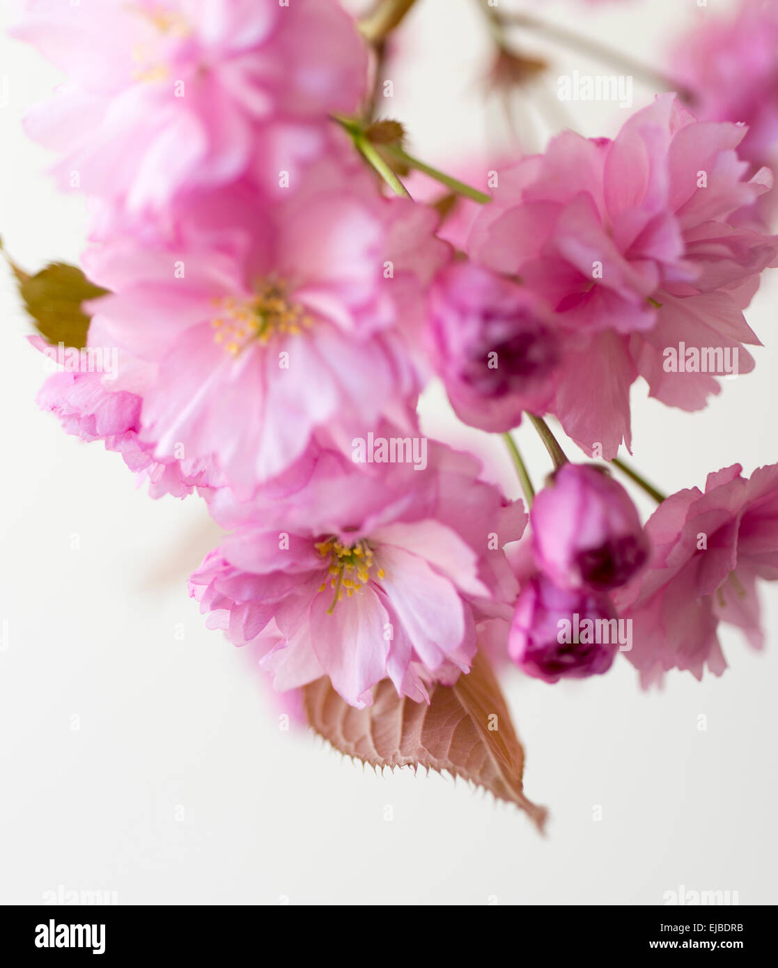 Blüten von Prunus Serrulata Kwanzan, Kwanzan Kirsche Baum im Frühling Stockfoto