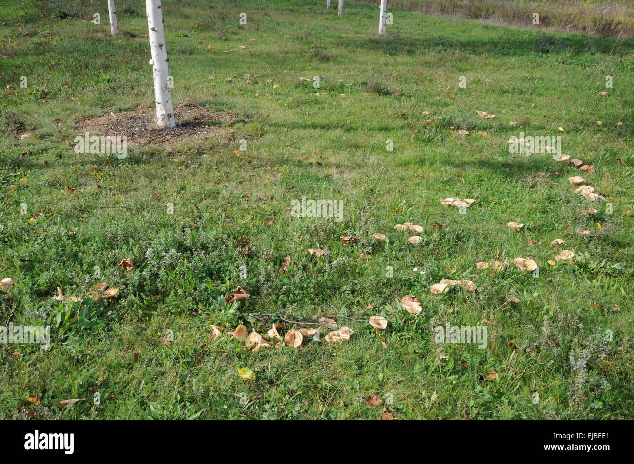Fairy ring Stockfoto