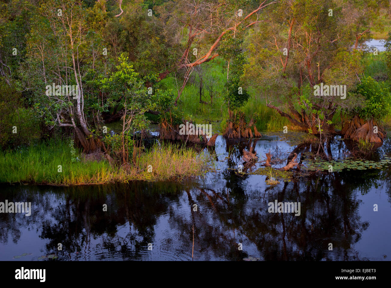 Landschaft eines Sumpfgebietes in Ost-Kalimantan, Indonesien. Stockfoto