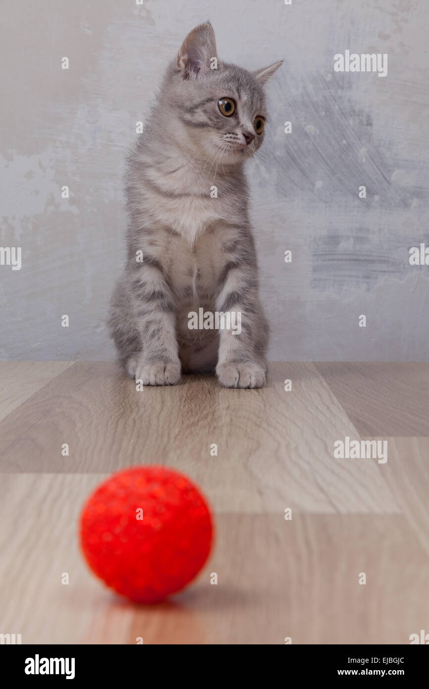 kleines Kätzchen mit kleinen roten ball Stockfoto