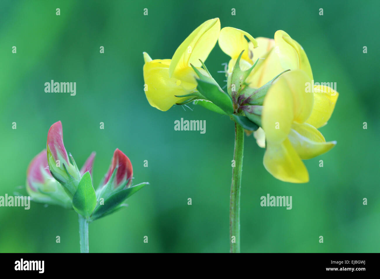 Gemeinsame Birdsfoot Kleeblatt Stockfoto