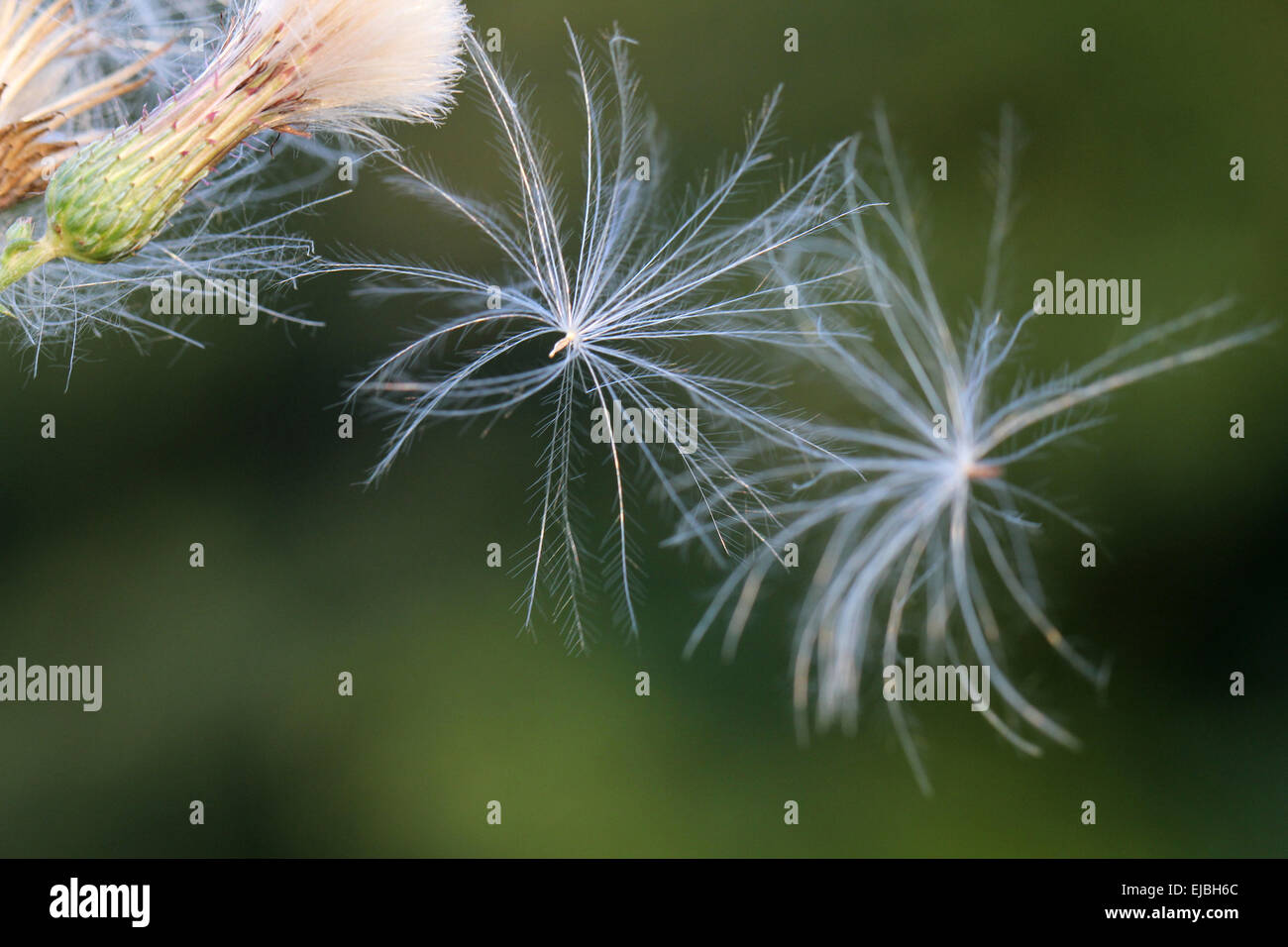schwebende-distelsamen-fotos-und-bildmaterial-in-hoher-aufl-sung-alamy