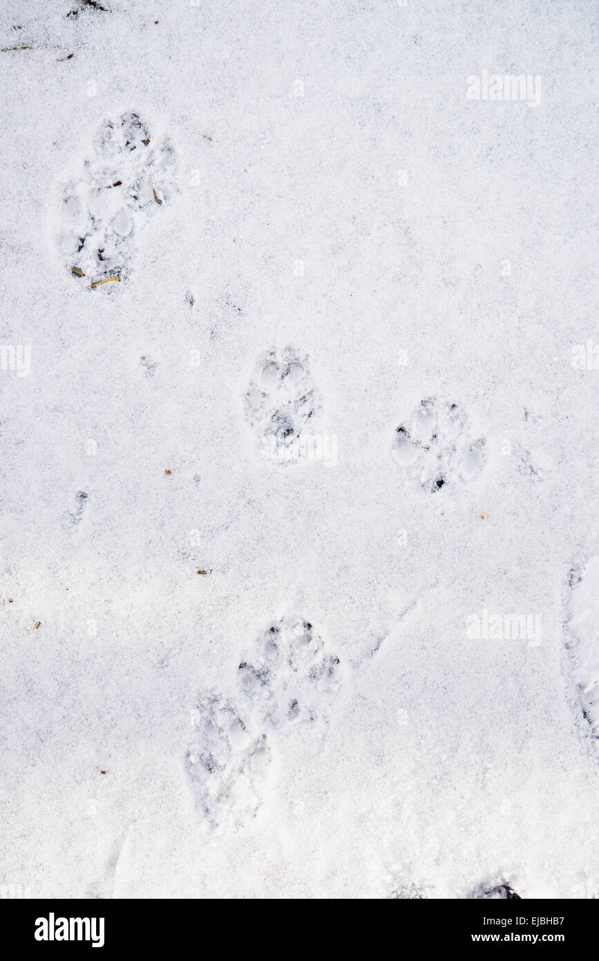 PawPrints Stockfoto