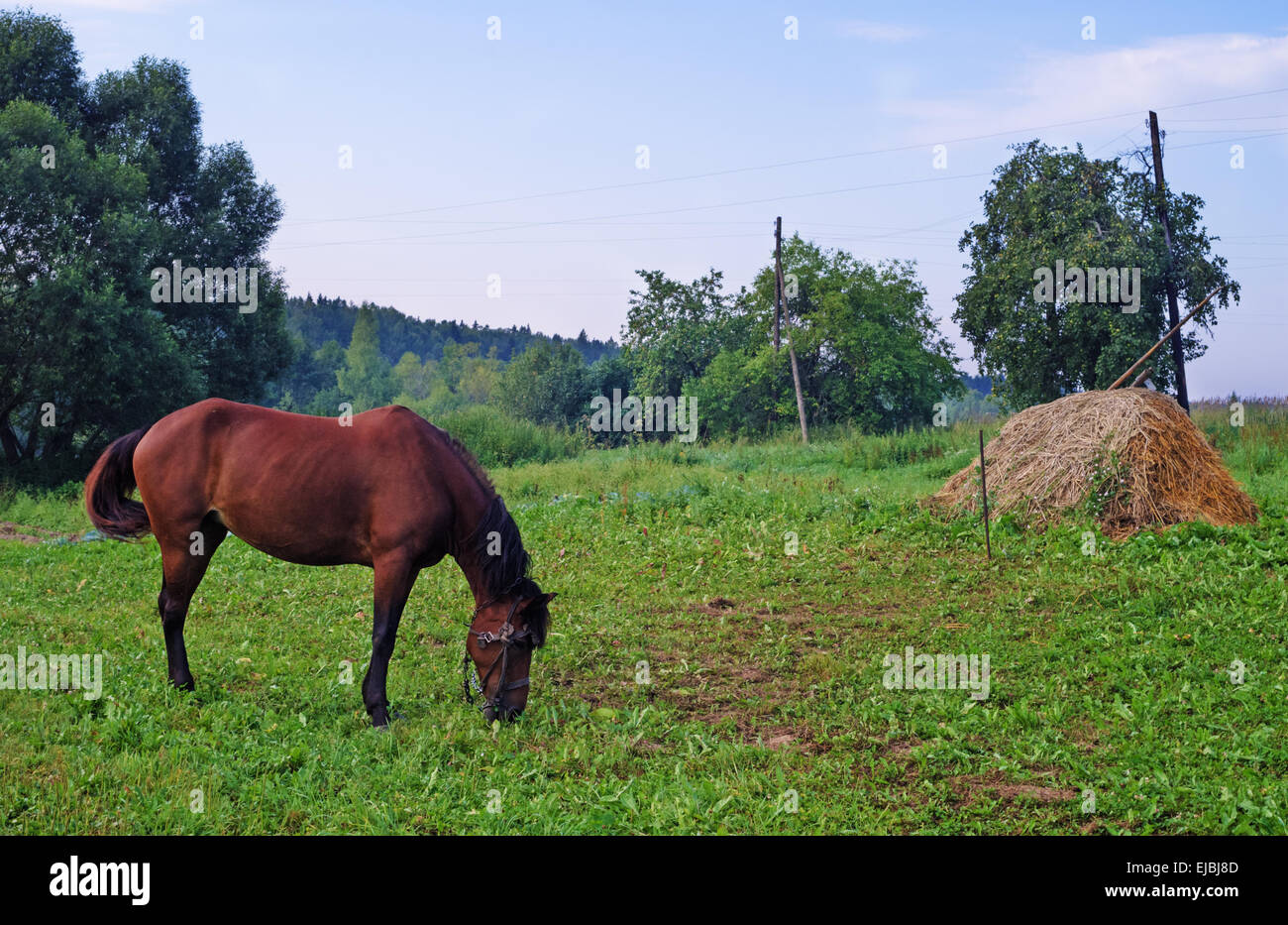 Landschaft im ländlichen Raum. Braune Pferd und Heuhaufen auf der Weide. Stockfoto