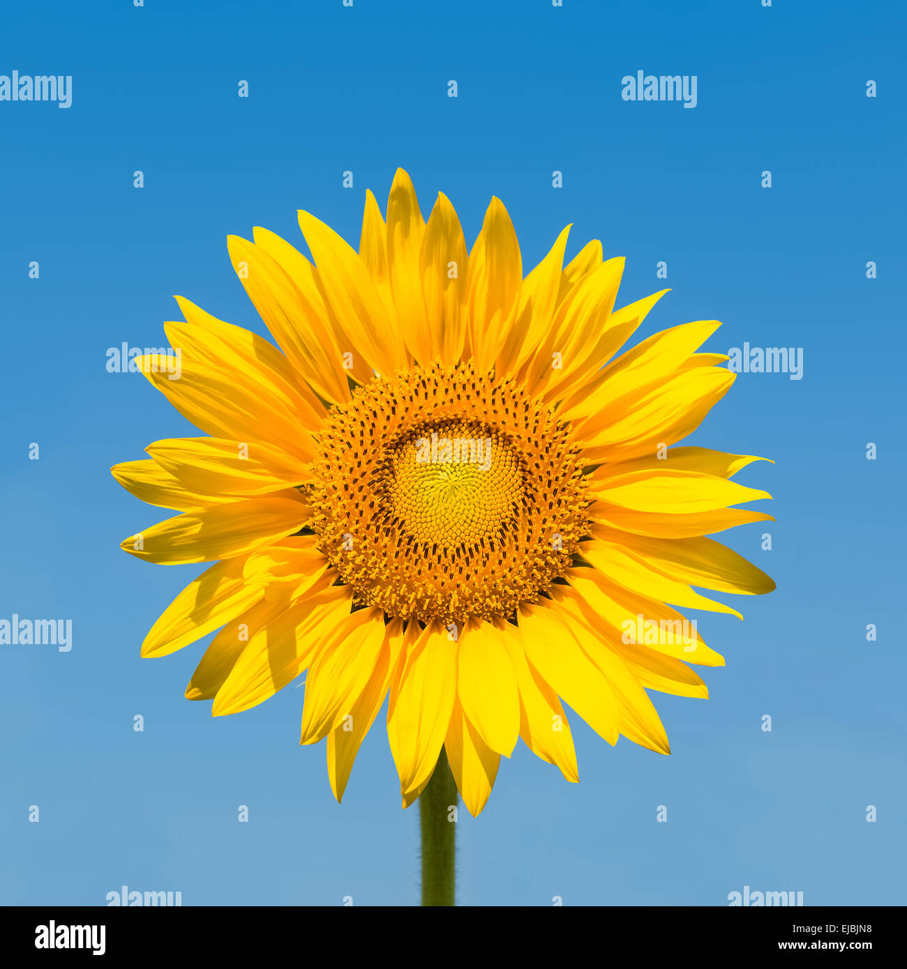 Sonnenblume mit Beschneidungspfad isoliert Stockfoto