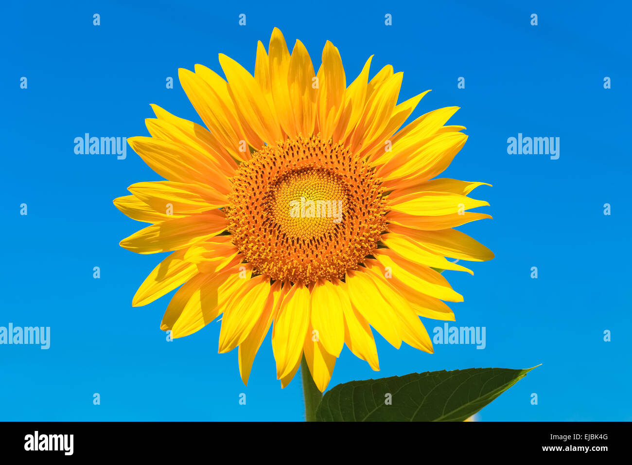 Sonnenblume mit Beschneidungspfad isoliert Stockfoto