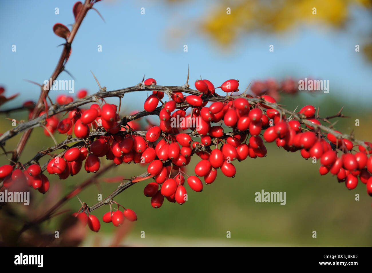 Rote Berberitze Stockfoto