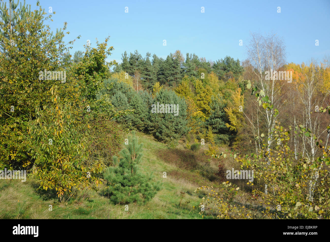 Coniferou Stockfotos Und bilder Kaufen Alamy