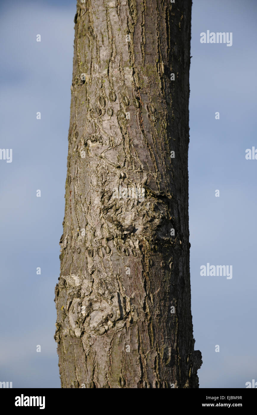 Berg-Ulme Stockfoto