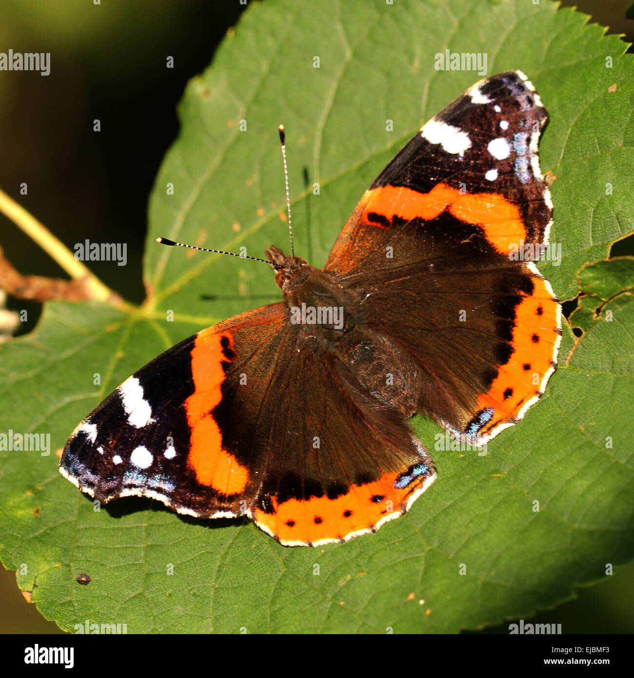 Red Admiral Stockfoto