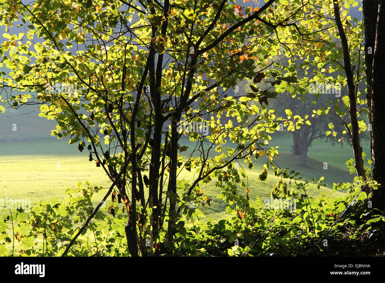 Gebüsch in die goldene Abend Hintergrundbeleuchtung Stockfoto