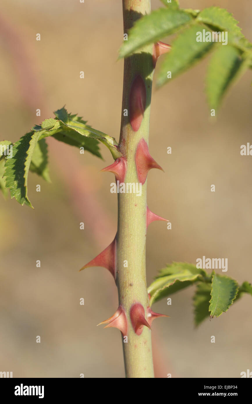 Hundsrose, Stacheln Stockfoto