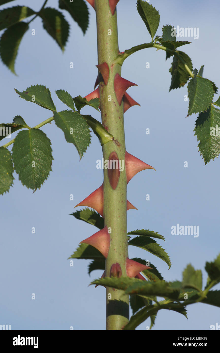 Hundsrose, Stacheln Stockfoto