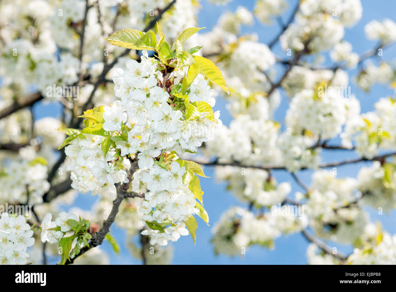 Kirschblüte Zweig Stockfoto