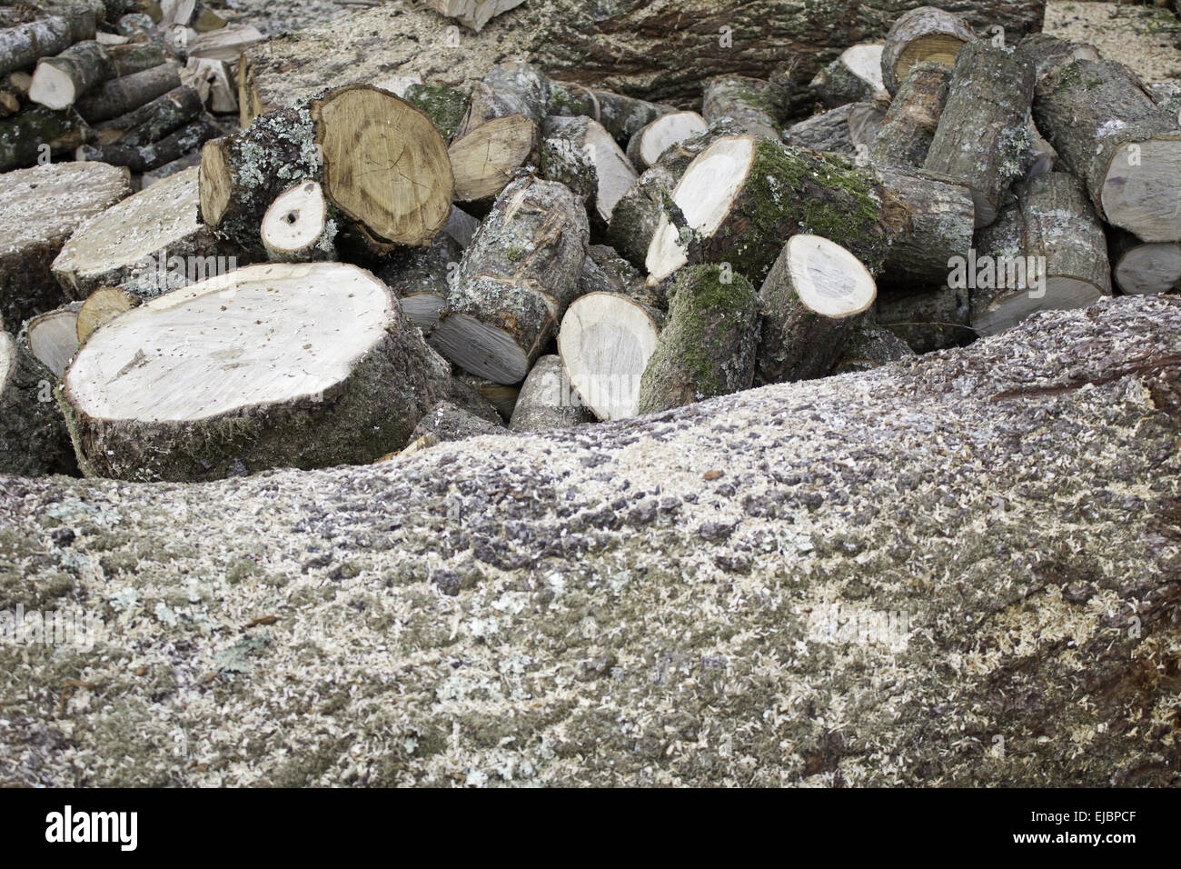 Holzscheite geschnitten mit Sägemehl, Natur und Industrie Stockfoto