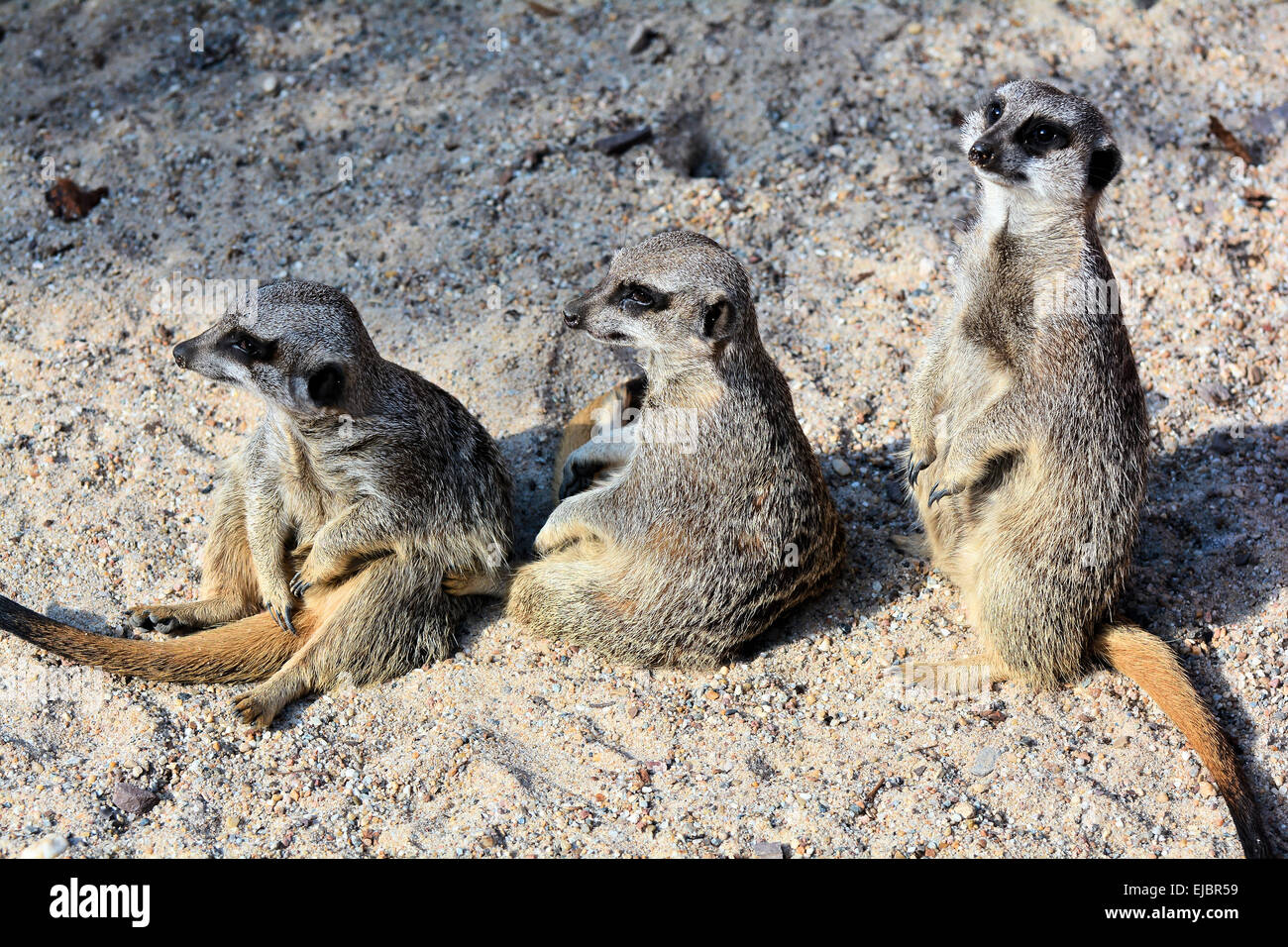 drei Erdmännchen im sand Stockfoto