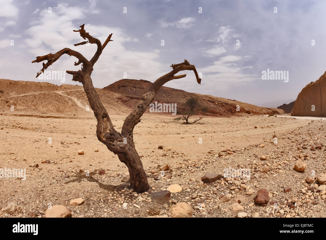 Die geschwungene trockenes Holz in der Wüste Stockfoto