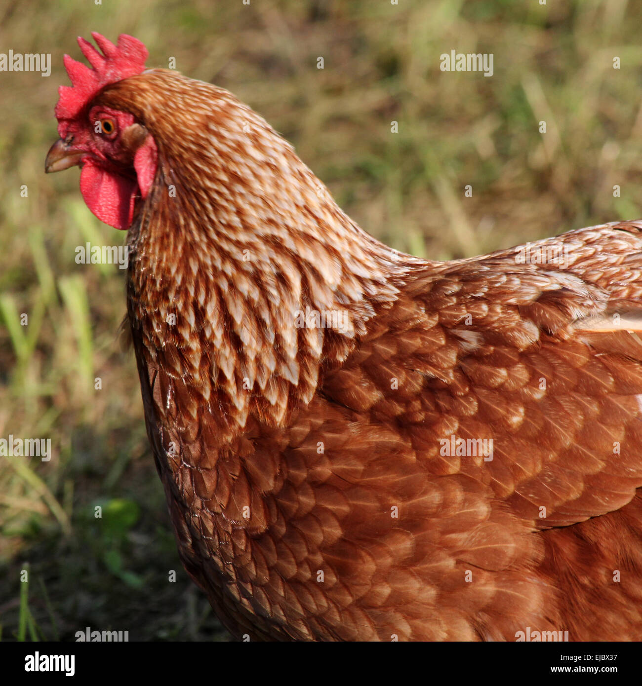 Henne Stockfoto