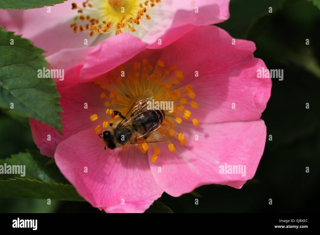 Hund-Rose mit Biene Stockfoto