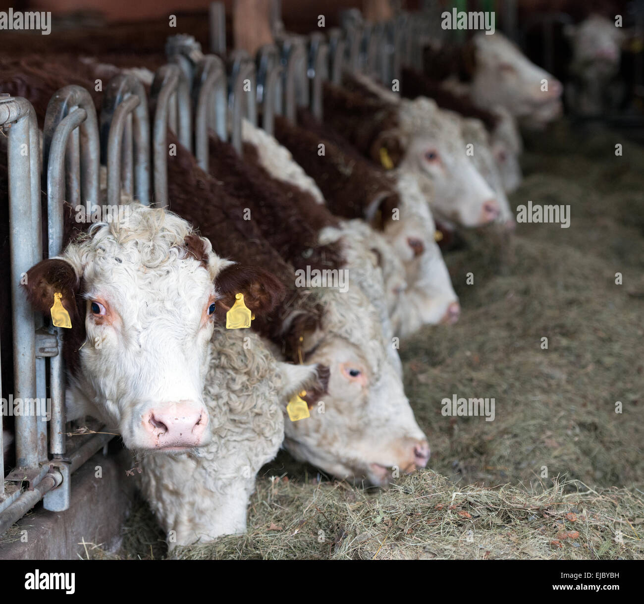 Kühe im Stall Stockfoto