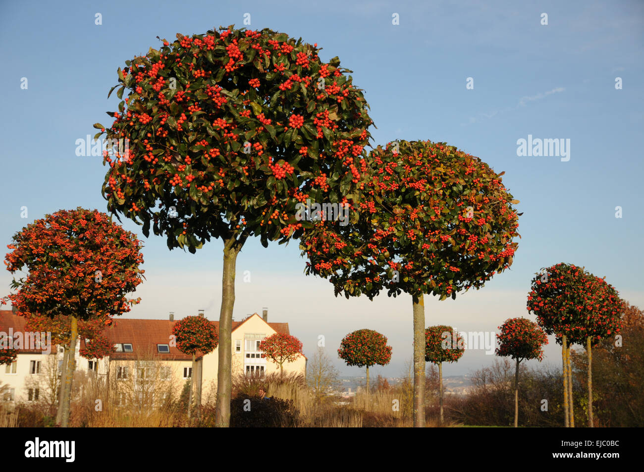 боярышник на штамбе