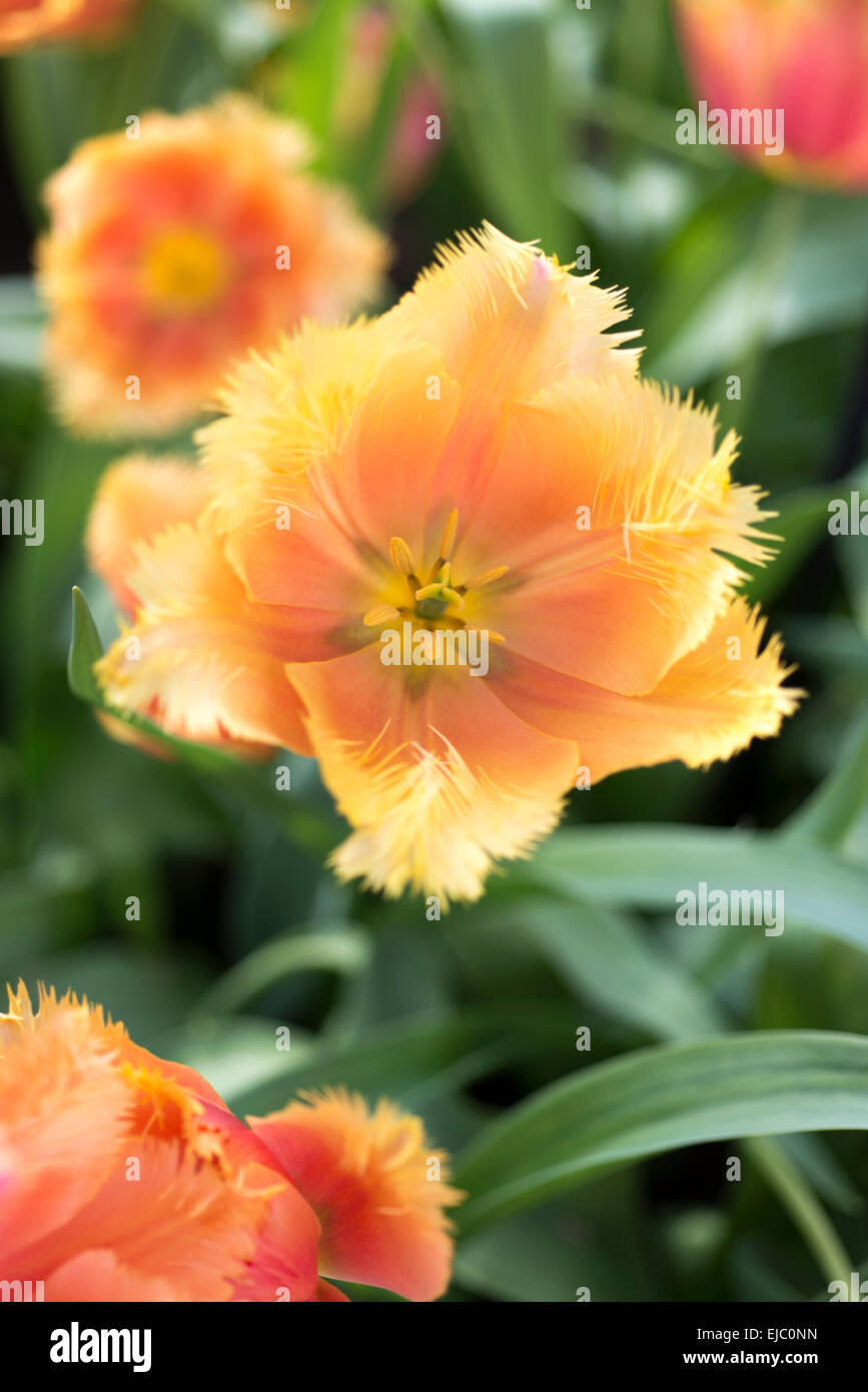 Tulpe-Lambada Stockfoto