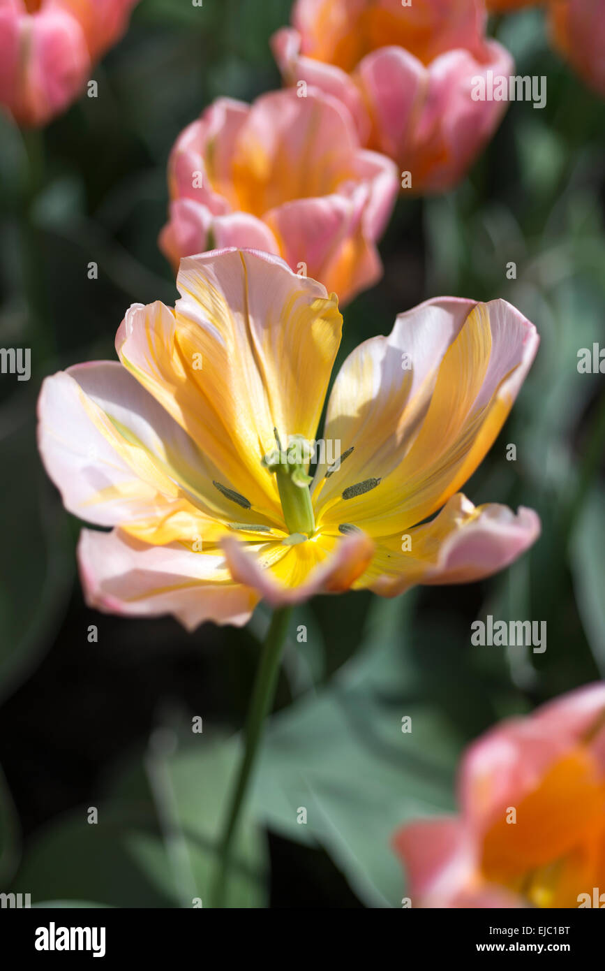 Hübsche Prinzessin Tulpe Stockfoto