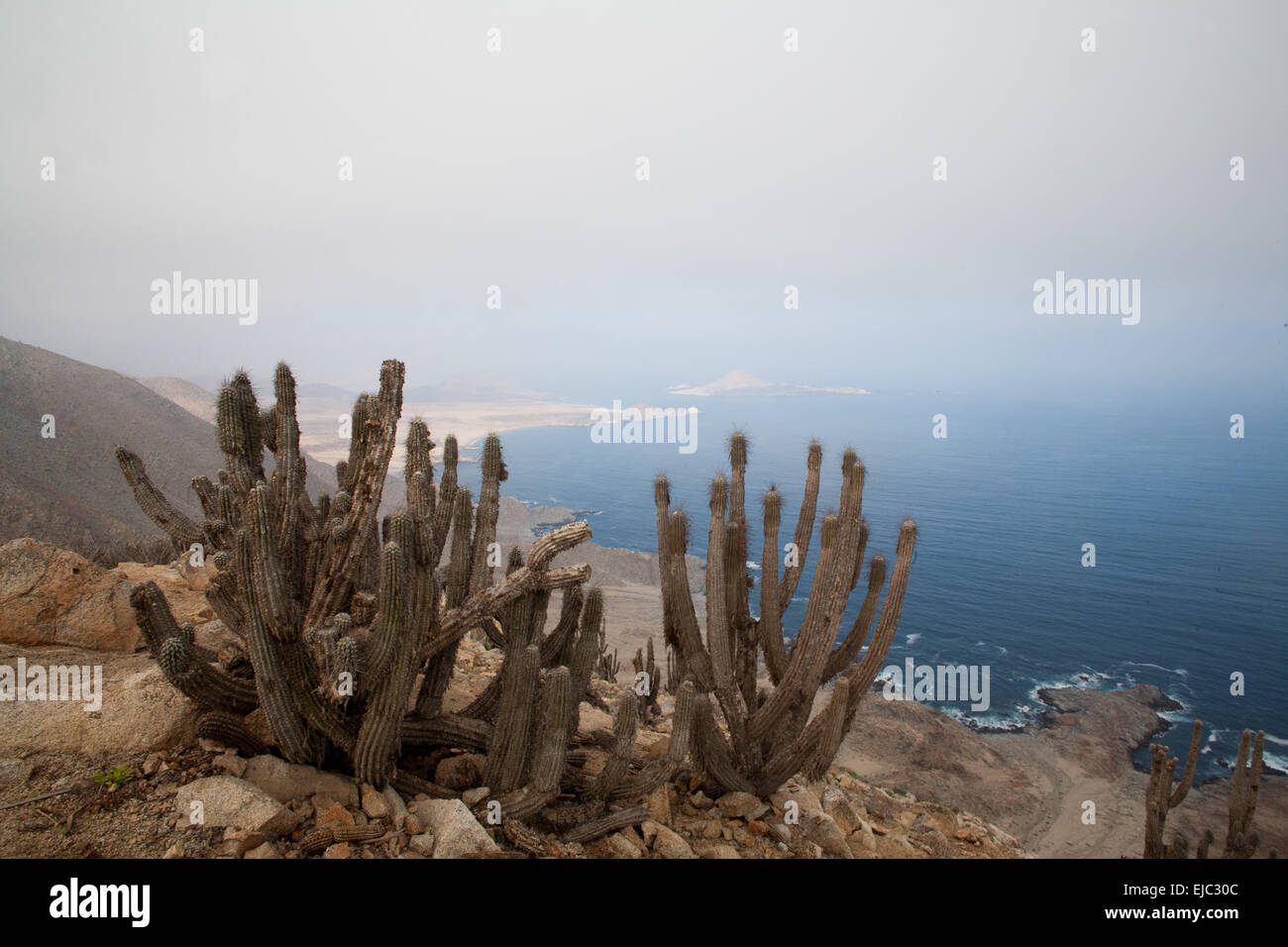 Kaktus auf der Uferlinie Stockfoto