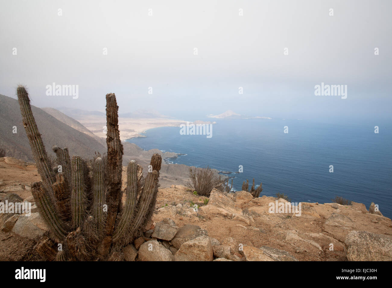 Kaktus auf der Uferlinie Stockfoto