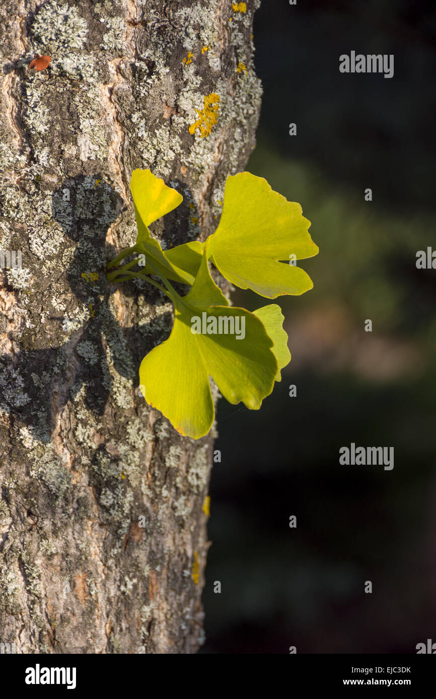 Ginkgo-Baum-Stamm Stockfoto